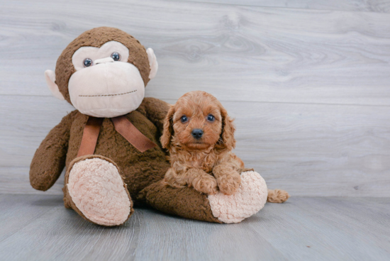 Cavapoo Puppy for Adoption