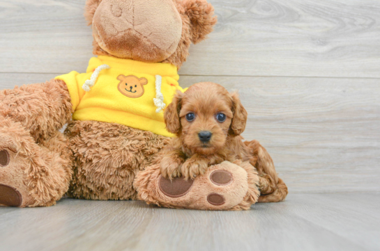 Smart Cavapoo Poodle Mix Pup