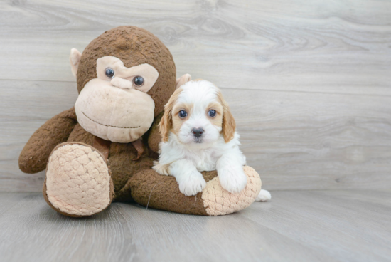 Cavapoo Pup Being Cute