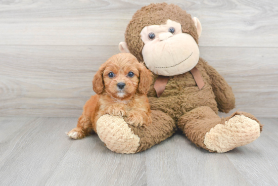 Cavapoo Pup Being Cute