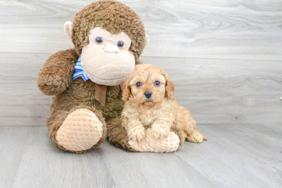 Cavapoo Pup Being Cute