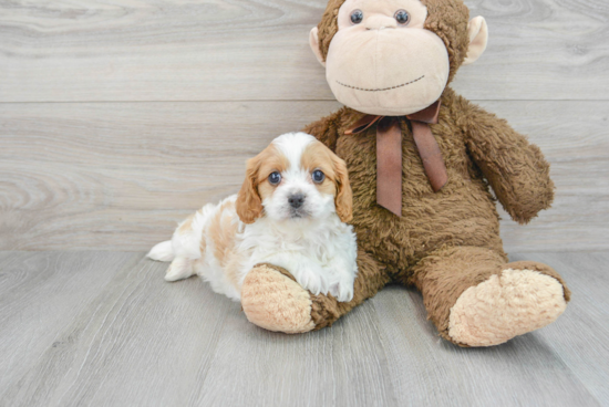 Cavapoo Pup Being Cute