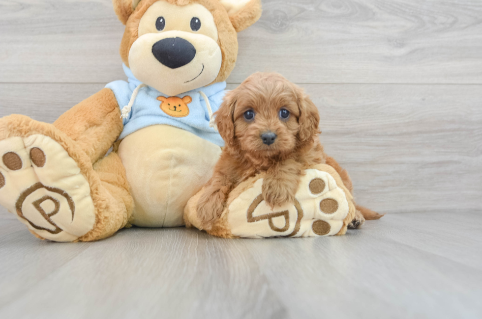 5 week old Cavapoo Puppy For Sale - Premier Pups