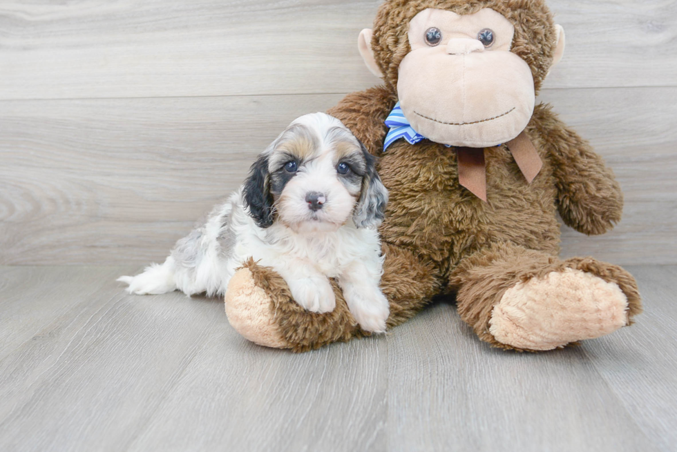 Playful Cavoodle Poodle Mix Puppy