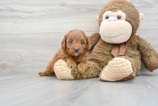 Popular Cavapoo Poodle Mix Pup