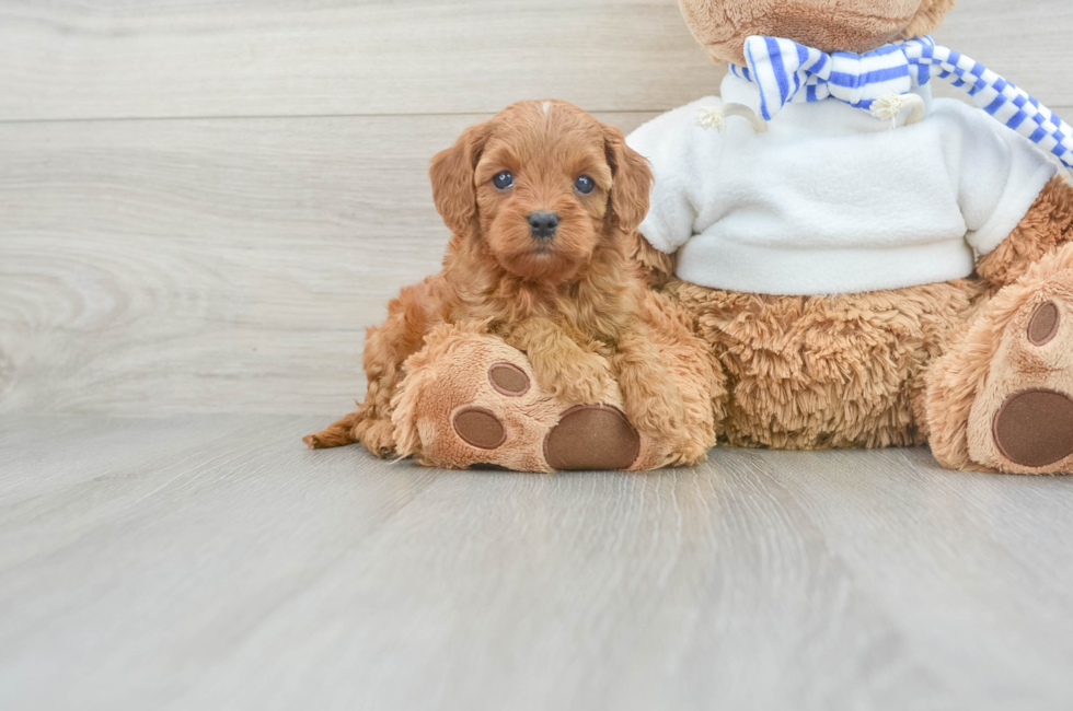 6 week old Cavapoo Puppy For Sale - Premier Pups
