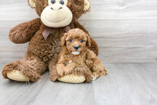 Cavapoo Puppy for Adoption