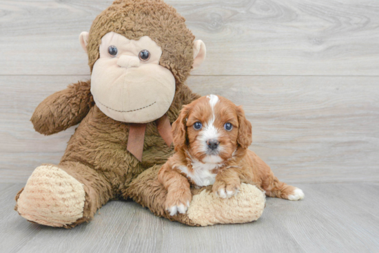 Cavapoo Puppy for Adoption