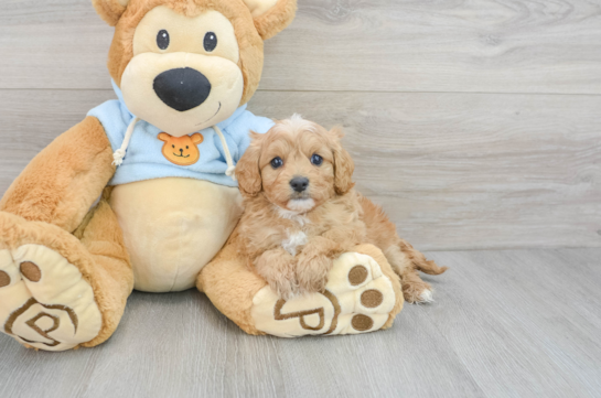 Fluffy Cavapoo Poodle Mix Pup