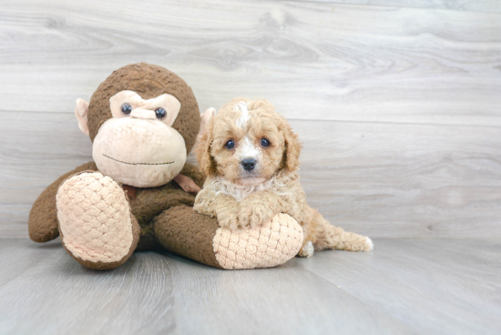 Smart Cavapoo Poodle Mix Pup