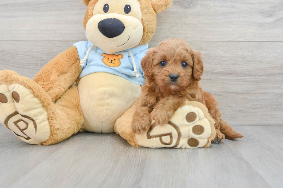 5 week old Cavapoo Puppy For Sale - Premier Pups