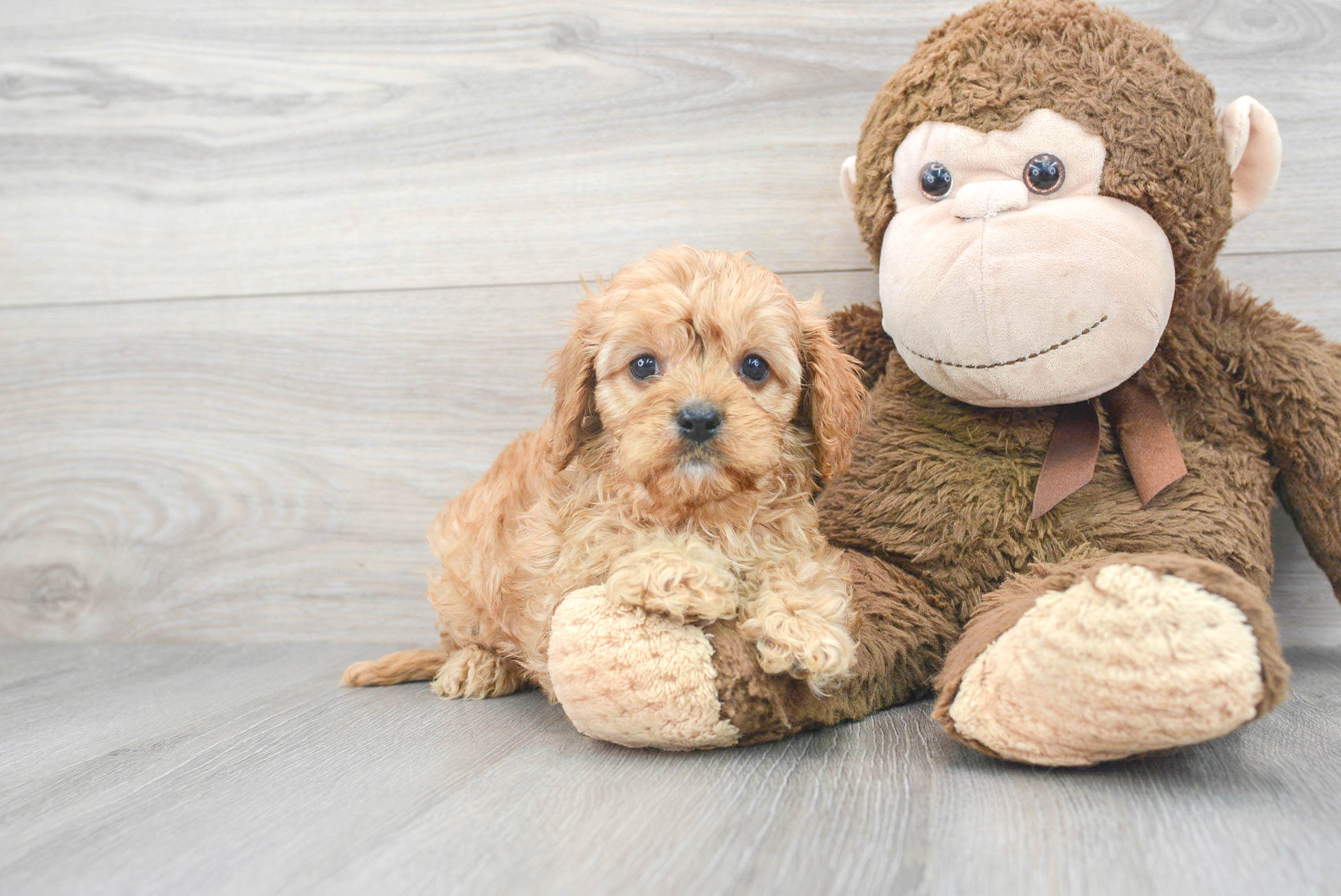 cavapoo for sale