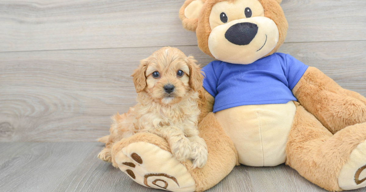 Little Cavapoo Oatly: 4lb 1oz Doodle Puppy