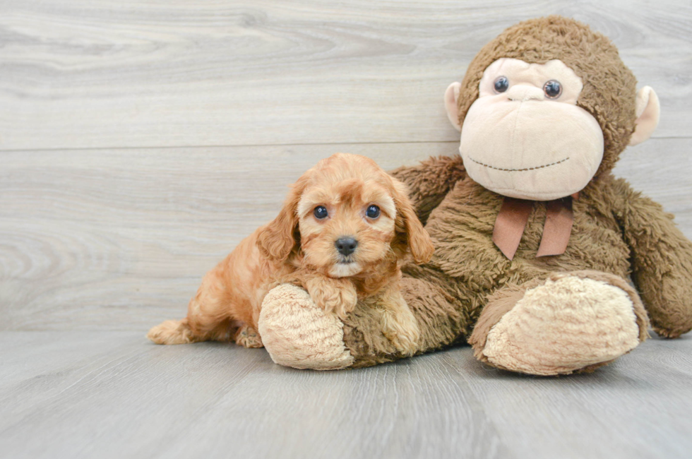 9 week old Cavapoo Puppy For Sale - Premier Pups