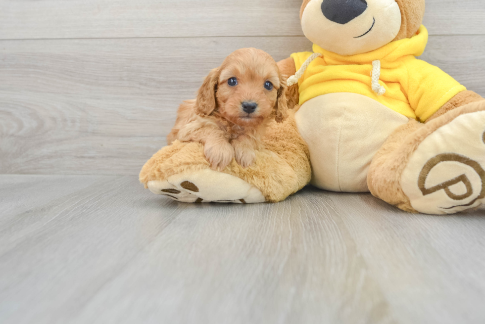 Fluffy Cavapoo Olive: 3lb 13oz Doodle Puppy