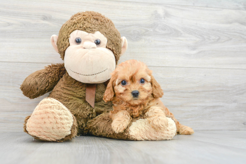 Little Cavoodle Poodle Mix Puppy