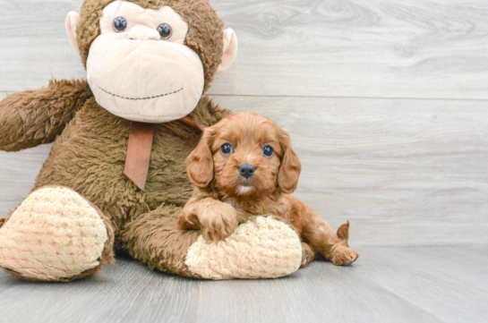 Cavapoo Puppy for Adoption