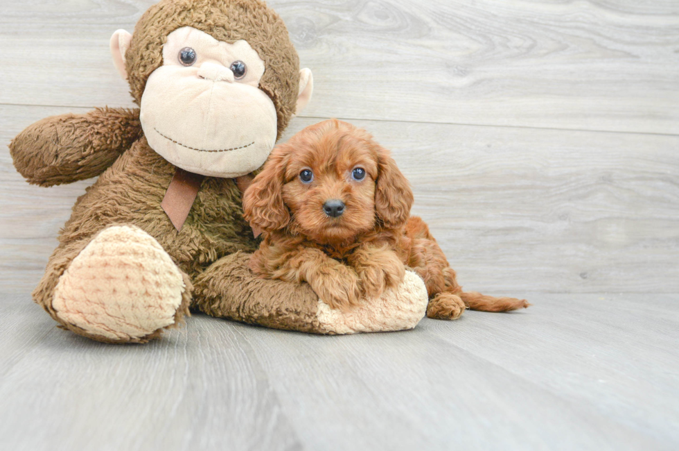 9 week old Cavapoo Puppy For Sale - Premier Pups