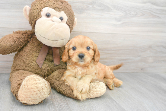 Cavapoo Puppy for Adoption