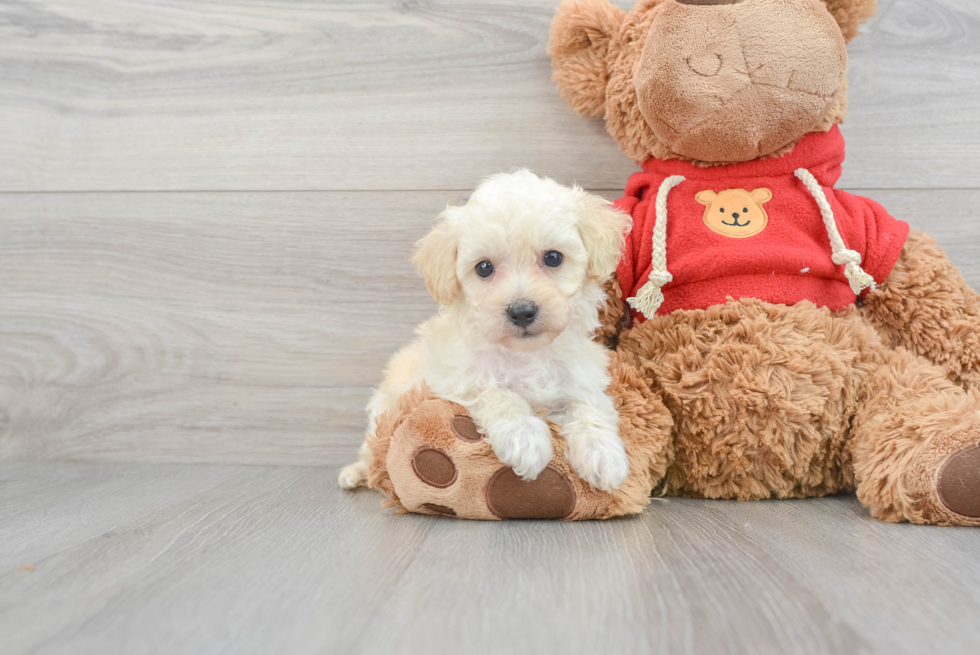 Cavapoo Oswego 1lb 10oz Doodle Puppy