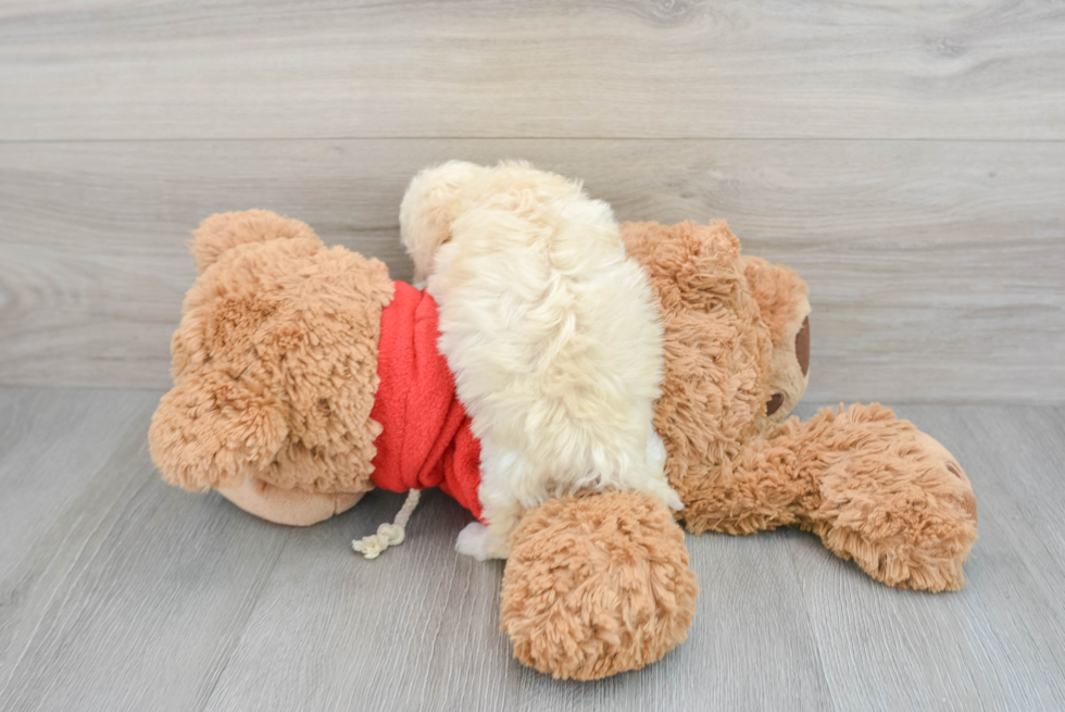 Cavapoo Oswego 1lb 10oz Doodle Puppy