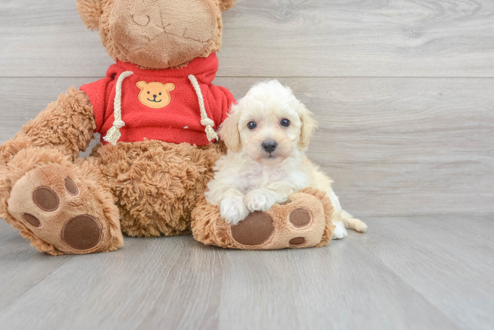 Cavapoo Oswego 1lb 10oz Doodle Puppy