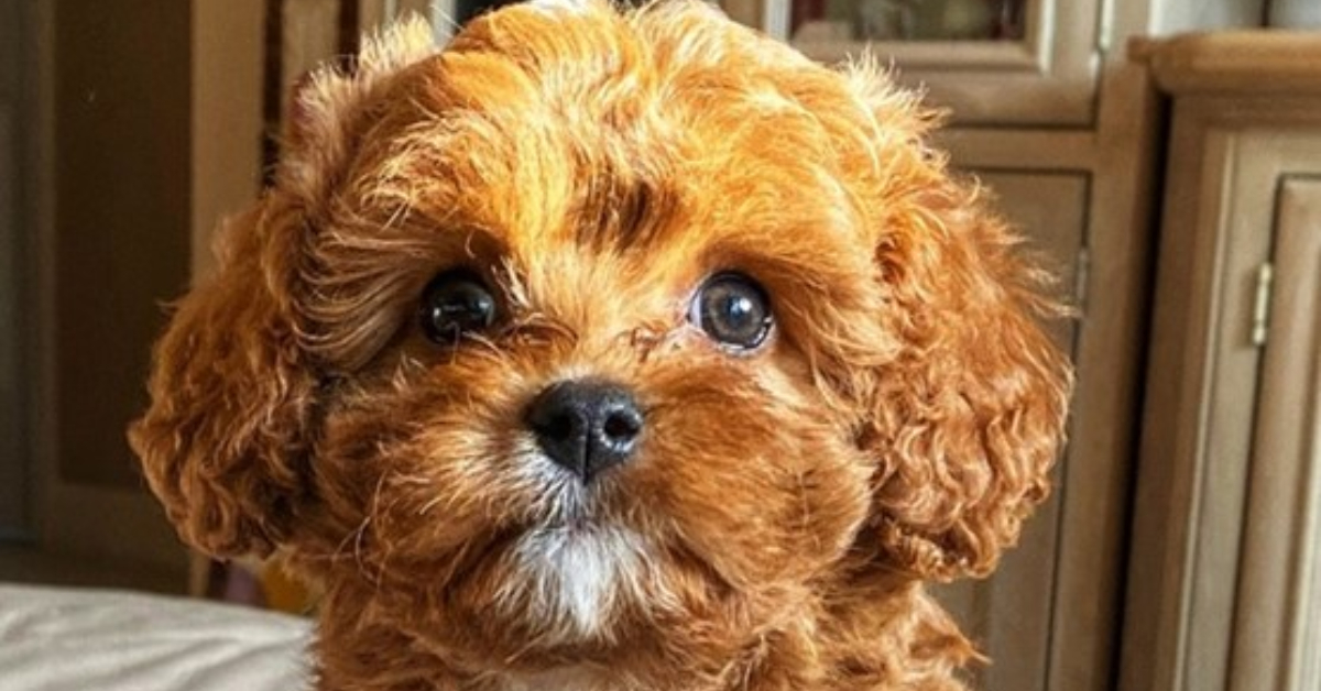 cavapoo for sale