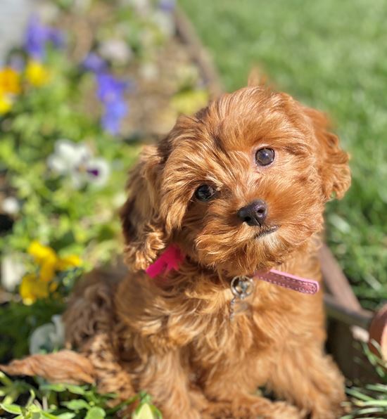 sweet cavapoos