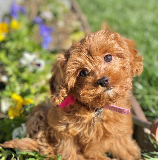 Red Cavapoo puppy sitting on the grass