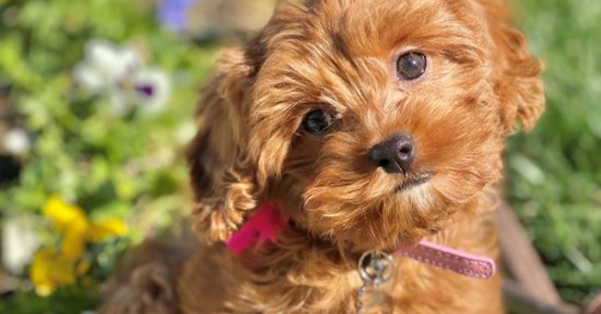 Toy poodle outlet cavoodle