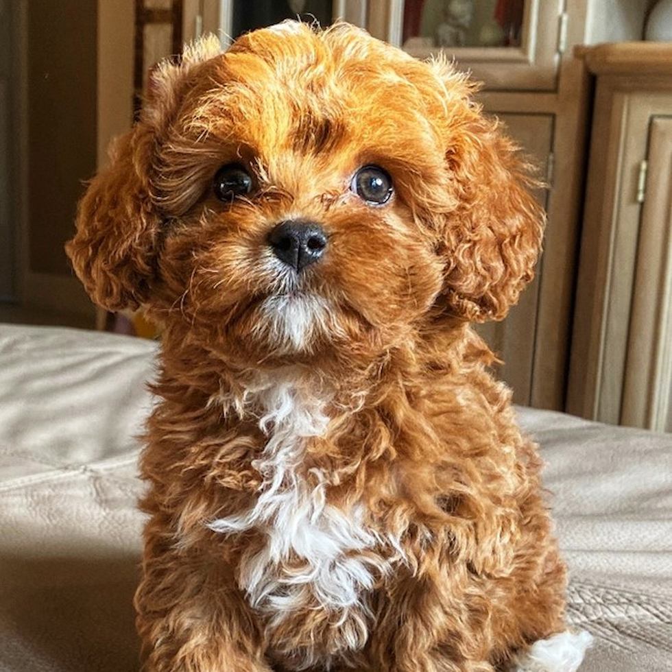 Find Cavapoo Puppies For Near