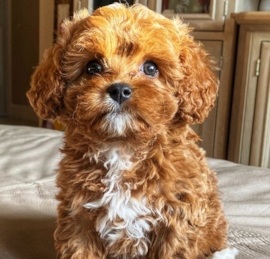 Cavapoo Puppies For Sale - Premier Pups