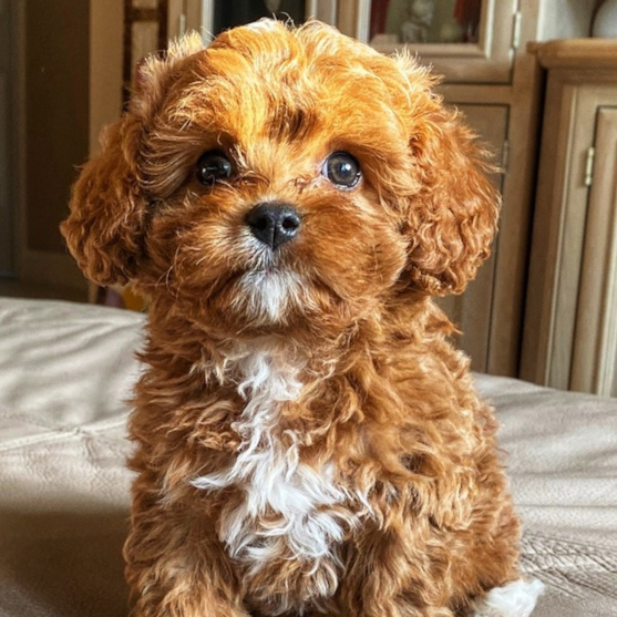 Red and white Cavapoo puppy sitting on the bed