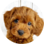 Cavapoo Puppy For Sale - Premier Pups