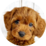 Cavapoo Puppies For Sale - Premier Pups
