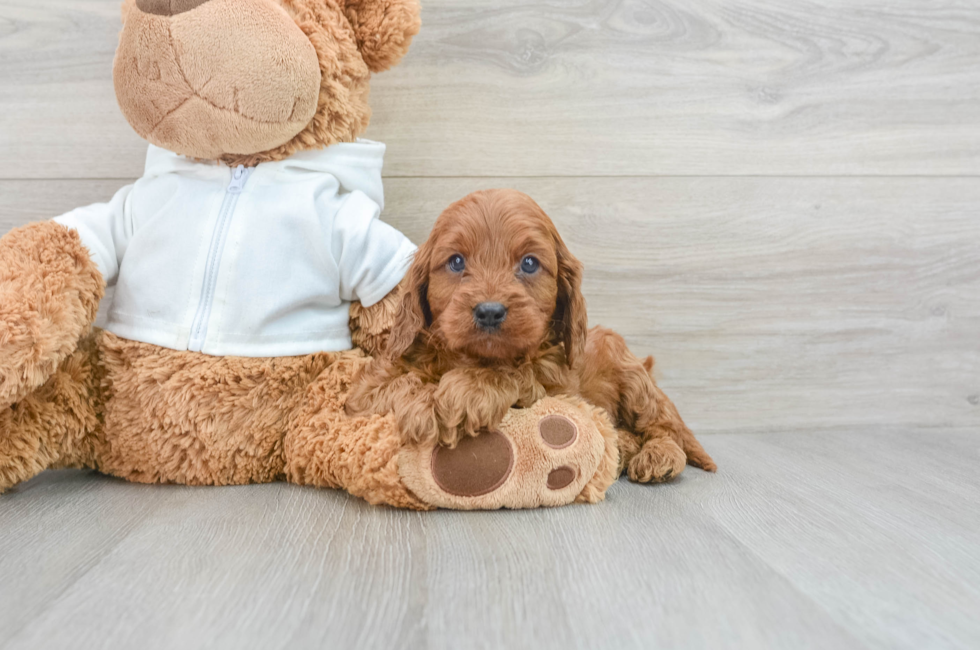 10 week old Cavapoo Puppy For Sale - Premier Pups