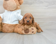 10 week old Cavapoo Puppy For Sale - Premier Pups