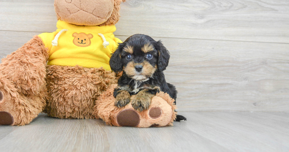 Small Cavapoo Ramsey: 3lb 12oz Doodle Puppy