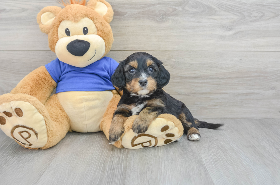 5 week old Cavapoo Puppy For Sale - Premier Pups