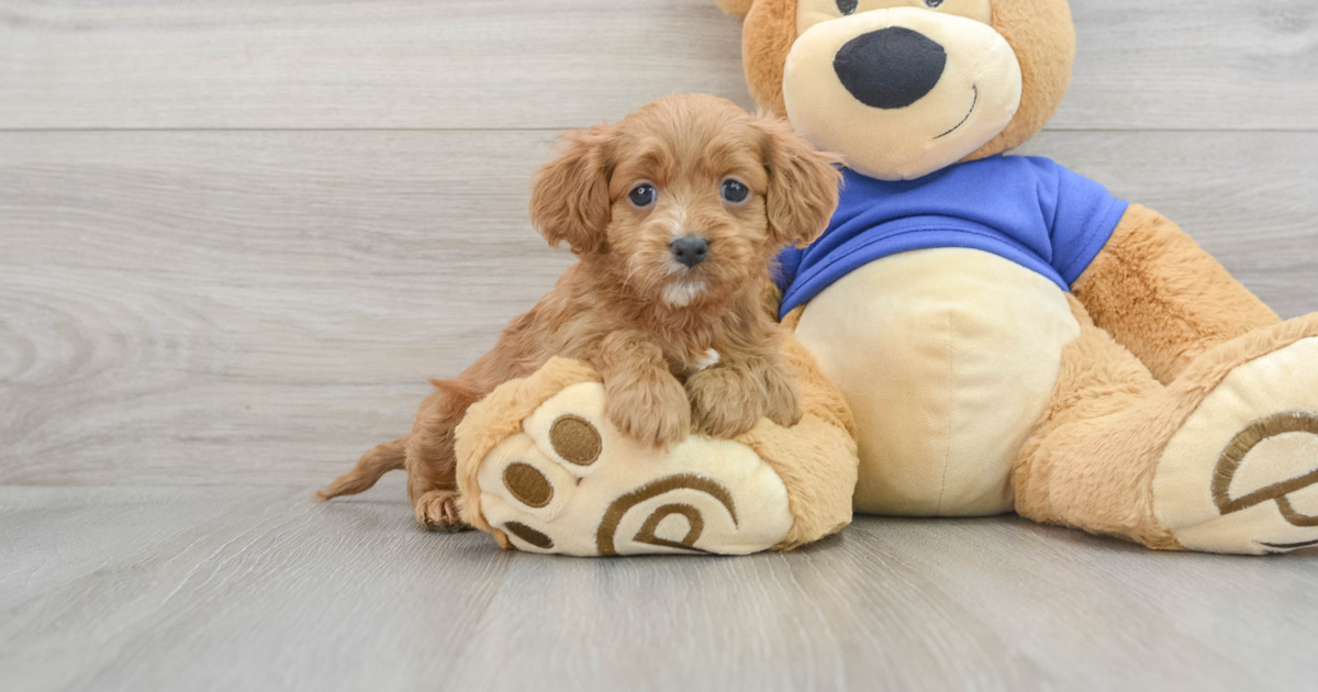 Cavapoo Red: 2lb 2oz Doodle Puppy