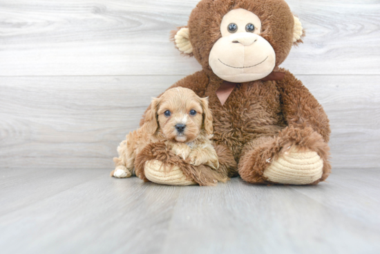 Energetic Cavoodle Poodle Mix Puppy