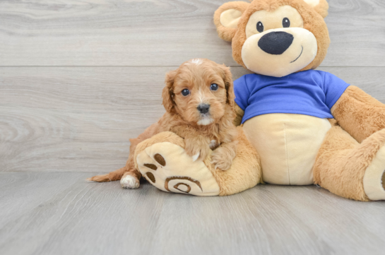 Funny Cavapoo Poodle Mix Pup