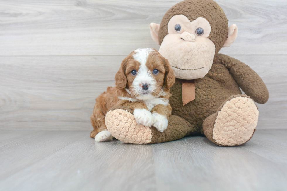 Cavapoo Pup Being Cute