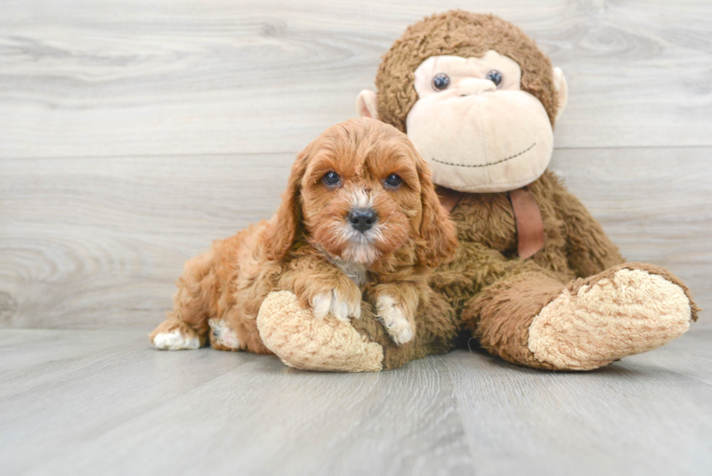 Meet Rover - our Mini Goldendoodle Puppy Photo 1/3 - Premier Pups