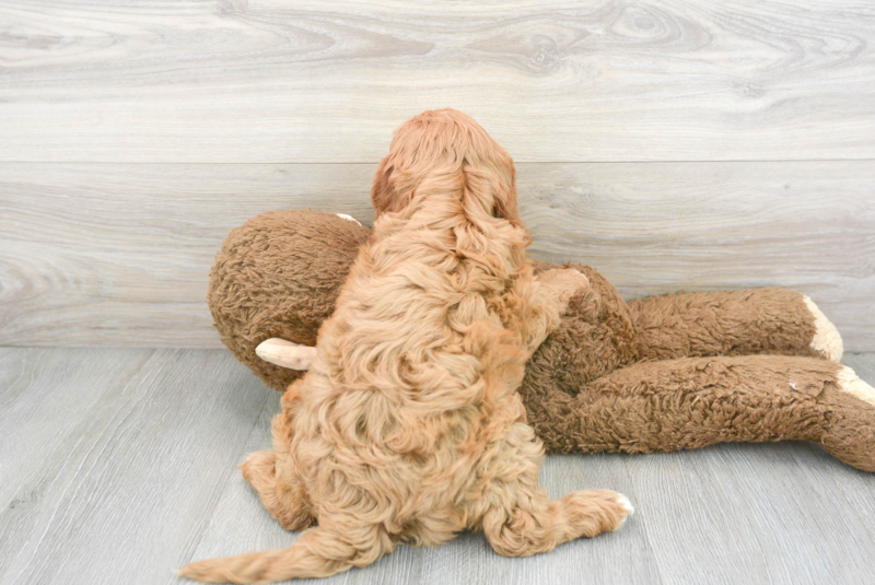 Meet Rover - our Mini Goldendoodle Puppy Photo 3/3 - Premier Pups