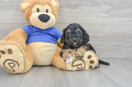 Cavapoo Pup Being Cute