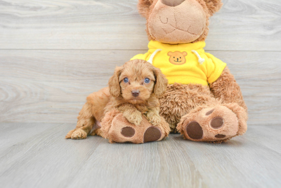 Best Cavapoo Baby