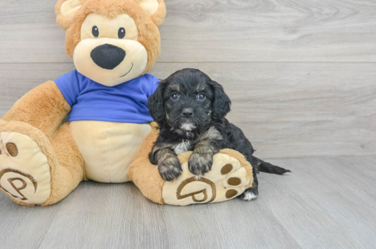 Cavapoo Puppy for Adoption