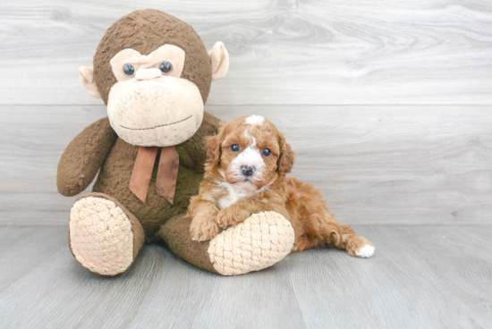 Cavapoo Pup Being Cute