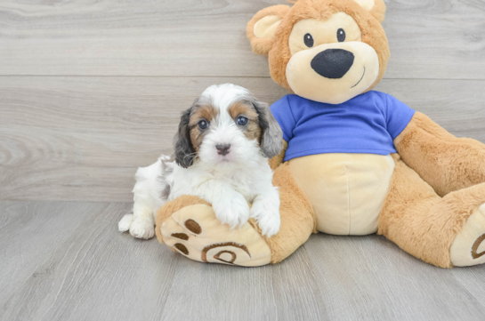 Playful Cavoodle Poodle Mix Puppy